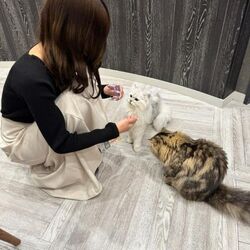 猫カフェ